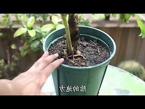 植物:hziuesykd4w= 牡丹花